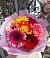 Букет цветов из: Герберы в Морозовке